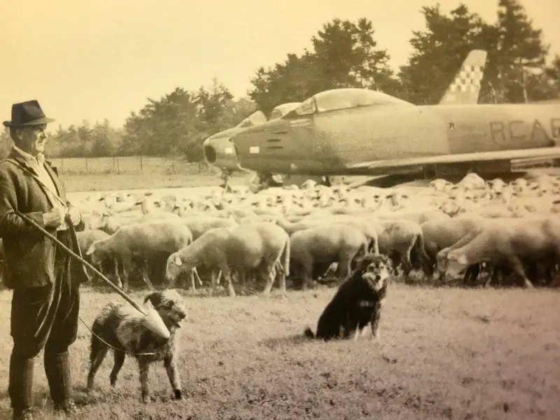 Historic Newspaper extract that shows a shepherd next to Sabres